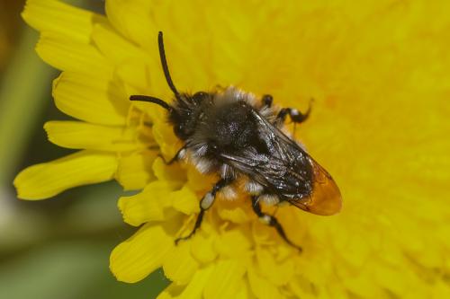 Melecta curvispina